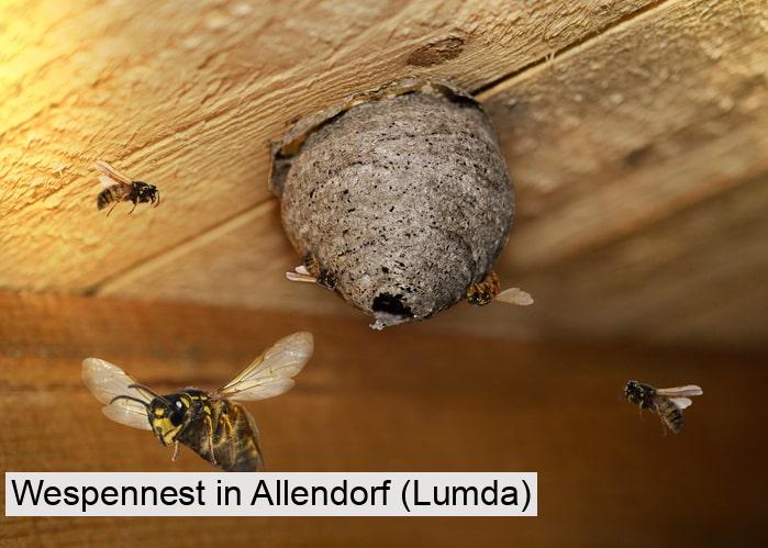 Wespennest in Allendorf (Lumda)